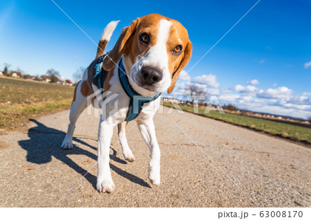 Beagle dog on rural road. Sunny day landscape copy 63008170
