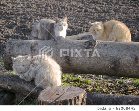 Stray cats are sitting on a cut tree. 63008445