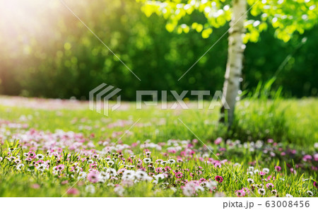 Meadow with lots of white and pink spring daisy flowers in sunny day Meadow with lots of white and pink spring daisy flowers in sunny day 63008456