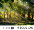 暖かな木漏れ日 63009120