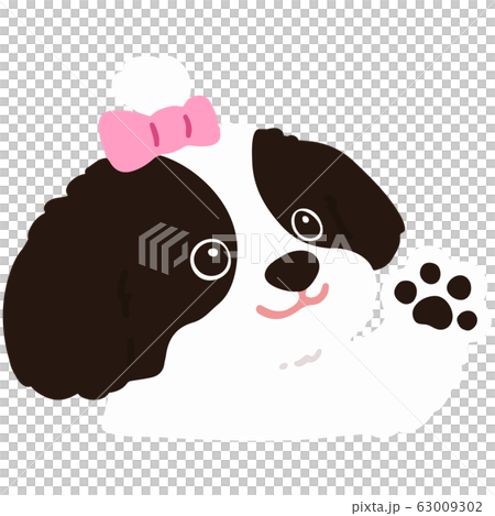 Shaking hands Shih Tzu No main line Shaking hands Shih Tzu No main line 63009302