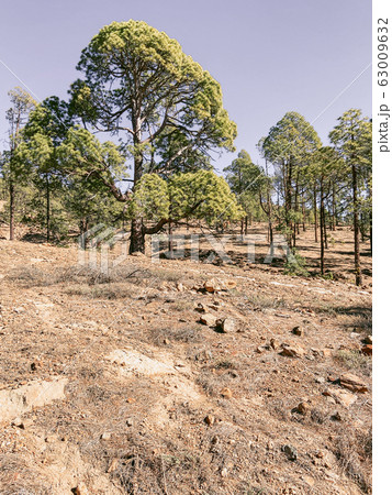 Pine forest on the volcanic land 63009632