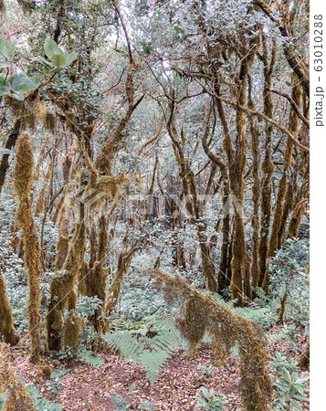 Rainforest with hiking footpath on Tenerife 63010288