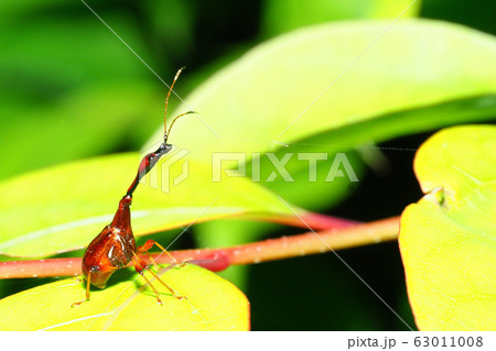 ヒゲナガオトシブミ(オス) ヒゲナガオトシブミ(オス) 63011008