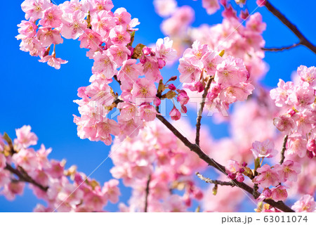 河津桜 河津桜 63011074