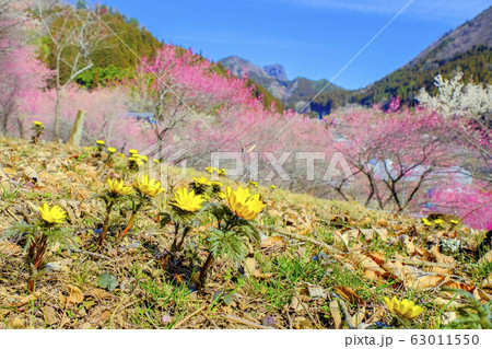 福寿草と紅梅 福寿草と紅梅 63011550