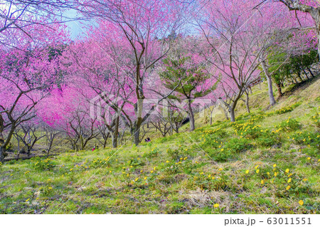 福寿草咲く丘と紅梅 福寿草咲く丘と紅梅 63011551
