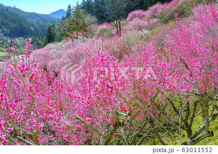 紅梅咲く山村 紅梅咲く山村 63011552