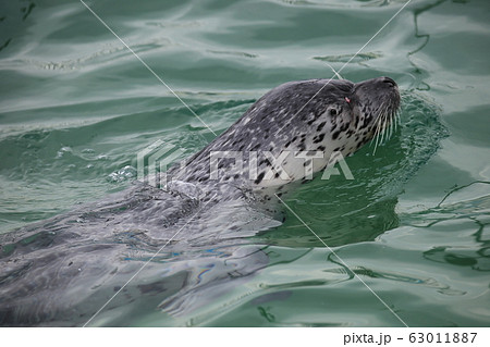 泳ぐ海豹_紋別 63011887