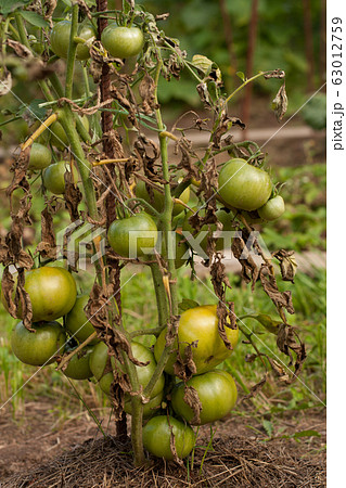 Diseases Of Tomato. Tomato Stricken Phytophthora (Phytophthora Infestans) In Vegetable Garden. Fighting Phytophthora. Diseases Of Tomato. Tomato Stricken Phytophthora (Phytophthora Infestans) In Vegetable Garden. Fighting Phytophthora. 63012759