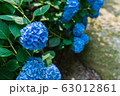紫陽花 63012861