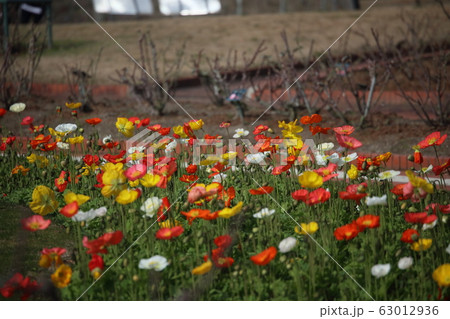 ポピー 63012936