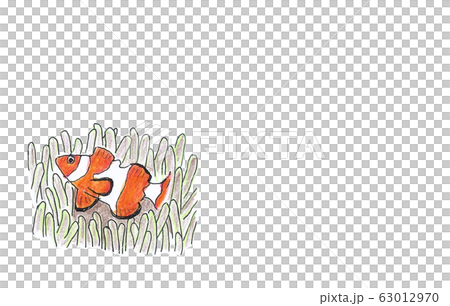 Clown anemonefish 63012970