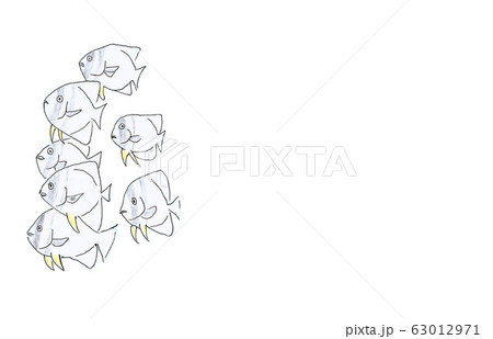 ツバメウオ 63012971