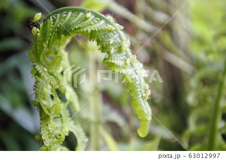 アブラムシ横サイズ 63012997