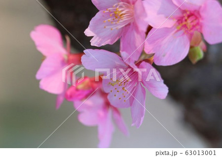 河津桜花びらアップ 63013001