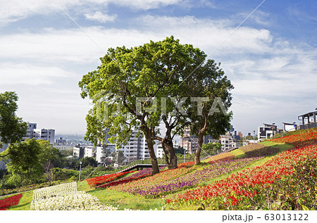 Blooming colorful flowers Blooming colorful flowers 63013122