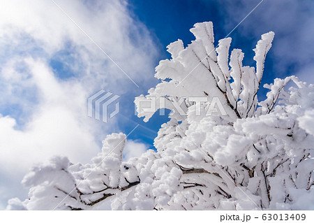 三重県　冬の御在所山頂　樹氷　霧氷 63013409