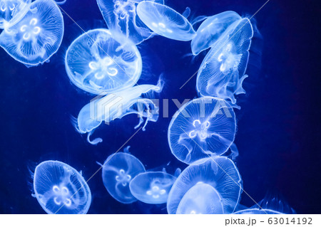 クラゲ 63014192