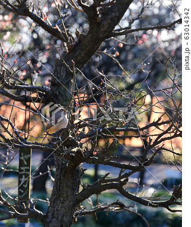 Daurian redstart during golden hour 63014342