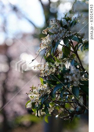 Japanese andromeda 63014343