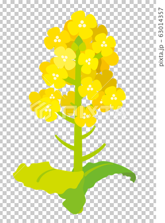 菜の花　ベクターイラスト 63014357