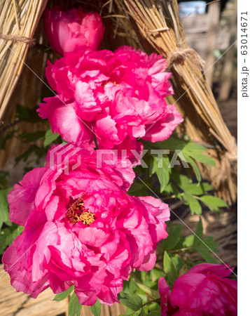 冬牡丹 冬牡丹 63014671