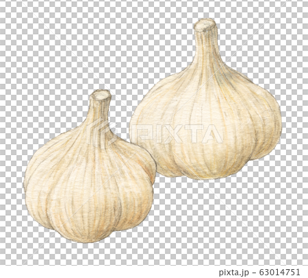 Garlic, vegetables, hand-painted, watercolor 63014751