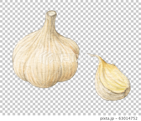 Garlic, vegetables, hand-painted, watercolor 63014752