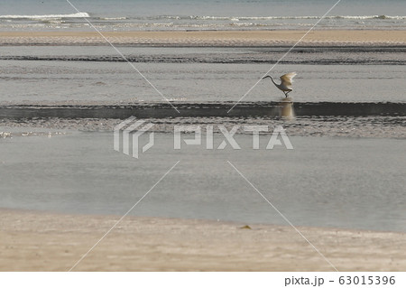Small Sea Bird on Sandy beach looking for crab Small Sea Bird on Sandy beach looking for crab 63015396