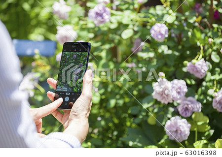 庭のバラをスマホで撮影する女性手元 庭のバラをスマホで撮影する女性手元 63016398