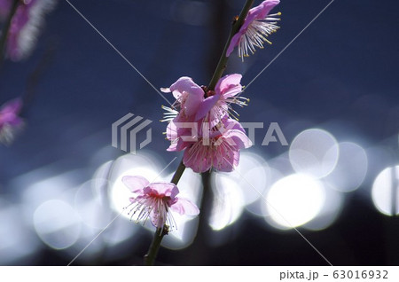 紅梅の花(小さな丸ボケ) 紅梅の花(小さな丸ボケ) 63016932