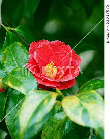 美しい椿(自然質感) 美しい椿(自然質感) 63017075