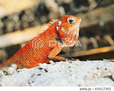 Garden Lizard. Oriental Garden Lizards orange color body. 63017365