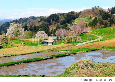 美しき桜の花　その2003　：　　花と植物が織りなす色紙　その2003 63018139