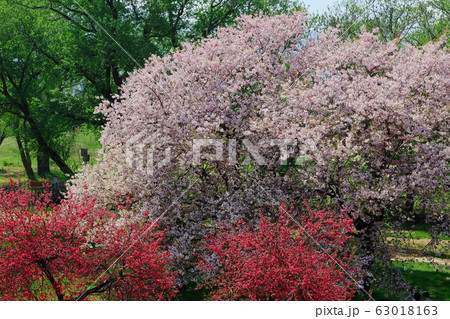 美しき桜の花　その2003　：　　花と植物が織りなす色紙　その2003 63018163