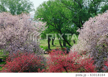 美しき桜の花　その2003　：　　花と植物が織りなす色紙　その2003 63018164