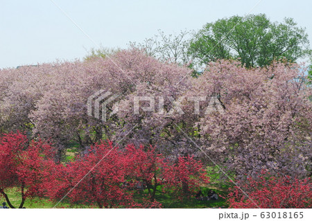 美しき桜の花　その2003　：　　花と植物が織りなす色紙　その2003 63018165