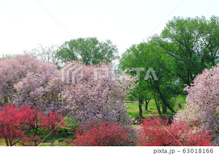 美しき桜の花　その2003　：　　花と植物が織りなす色紙　その2003 63018166