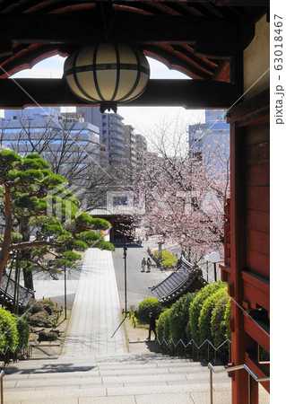 3月 文京87護国寺不老門と寒桜(安行寒桜) 3月 文京87護国寺不老門と寒桜(安行寒桜) 63018467