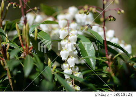 早春のアセビ 早春のアセビ 63018528