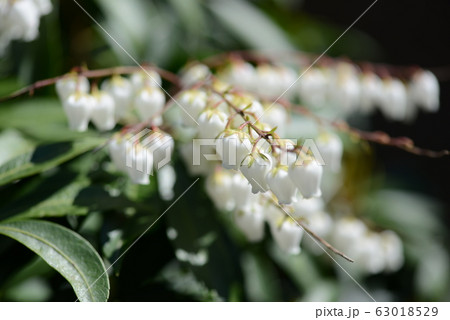 早春のアセビ 早春のアセビ 63018529