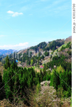 美しき桜の花　その2003　：　　花と植物が織りなす色紙　その2003 63018700