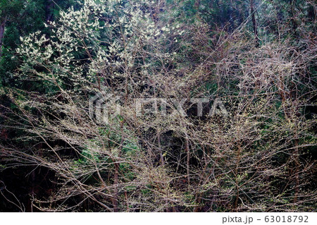 美しき桜の花　その2003　：　　花と植物が織りなす色紙　その2003 63018792