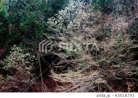 美しき桜の花　その2003　：　　花と植物が織りなす色紙　その2003 63018793