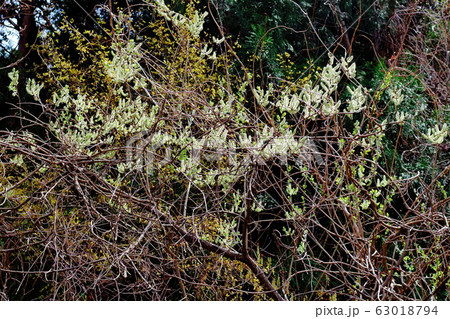 美しき桜の花　その2003　：　　花と植物が織りなす色紙　その2003 63018794