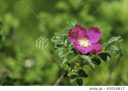 箱根湿生花園 63018817