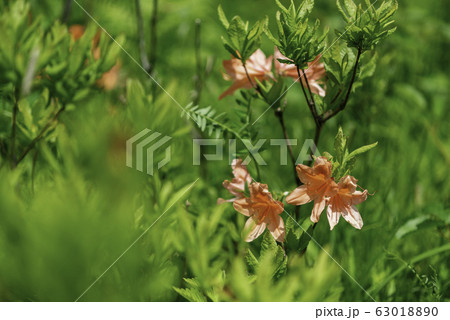 箱根湿生花園 箱根湿生花園 63018890