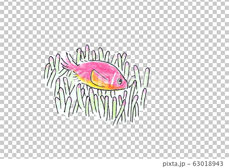 Hanabira Anemone fish Hanabira Anemone fish 63018943