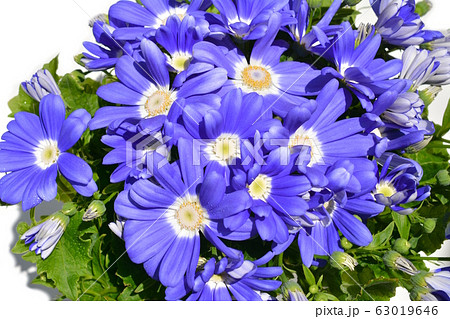 サイネリア、白背景、花イメージ素材 サイネリア、白背景、花イメージ素材 63019646